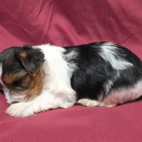 CANDI (CKC/Parti), a female Yorkshire Terrier for sale in Knoxville, TN – Photo 5 of 7