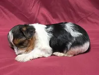 CANDI (CKC/Parti), a female Yorkshire Terrier for sale in Knoxville, TN – Photo 5 of 5