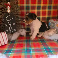 CANDI (CKC/Parti), a female Yorkshire Terrier for sale in Knoxville, TN – Photo 4 of 7