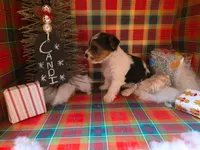 CANDI (CKC/Parti), a female Yorkshire Terrier for sale in Knoxville, TN – Photo 4 of 5