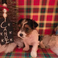 CANDI (CKC/Parti), a female Yorkshire Terrier for sale in Knoxville, TN – Photo 3 of 7