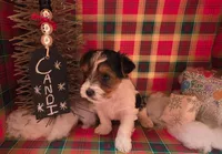 CANDI (CKC/Parti), a female Yorkshire Terrier for sale in Knoxville, TN – Photo 3 of 5