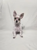 CARLTON (CKC/Parti), a male Yorkshire Terrier for sale in Knoxville, TN – Photo 1 of 2