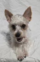 Reduced--CARLTON (CKC/Parti), a male Yorkshire Terrier for sale in Knoxville, TN – 2 of 3