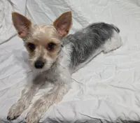 Reduced--CASPER (CKC/Parti), a male Yorkshire Terrier for sale in Knoxville, TN – 1 of 3
