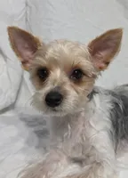 Reduced--CASPER (CKC/Parti), a male Yorkshire Terrier for sale in Knoxville, TN – 2 of 3