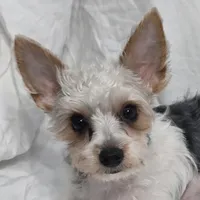 Reduced--CARLTON (CKC/Parti), a male Yorkshire Terrier for sale in Knoxville, TN – 3 of 3