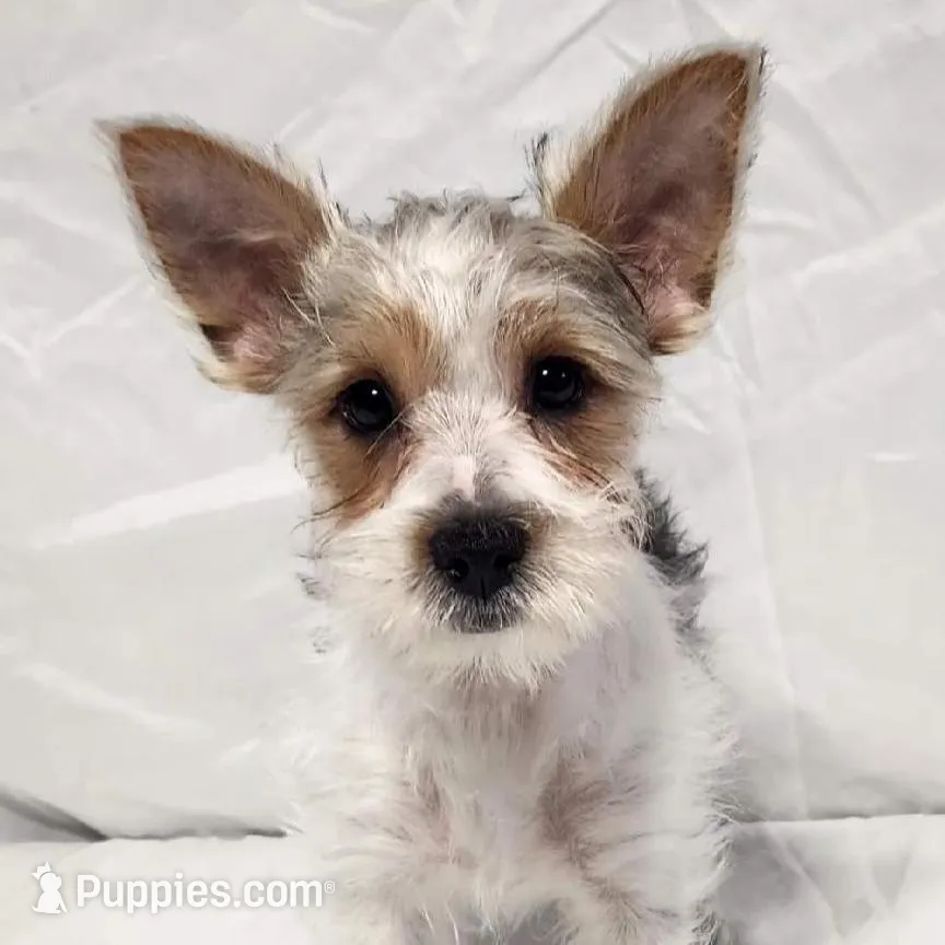 CLAIR (CKC/Parti) – Yorkshire Terrier puppy for sale in Knoxville, TN