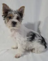 CLAIR (CKC/Parti), a female Yorkshire Terrier for sale in Knoxville, TN – Photo 1 of 5