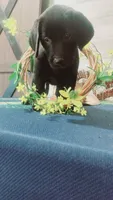 Little Ann, a female Labrador Retriever for sale in Grabill, IN – 10 of 10