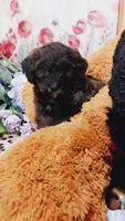 Pepper , a female Bernese Mountain Dog and Miniature Goldendoodle for sale in Grabill, IN – 5 of 9