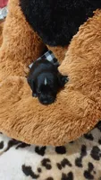 Piper , a female Miniature Pinscher for sale in Grabill, IN – 8 of 10