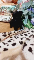 Princess , a female Miniature Pinscher and Poodle - Toy  for sale in Grabill, IN – 8 of 10