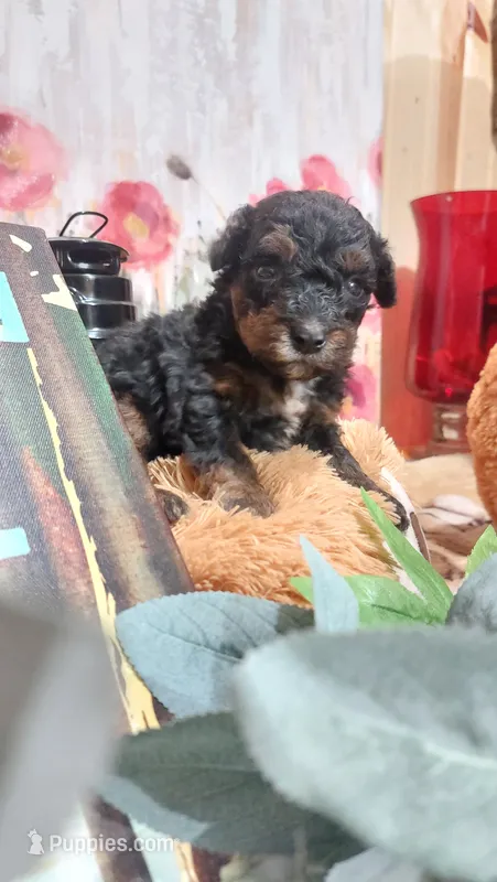 Archie – Miniature Pinscher puppy for sale in Grabill, IN