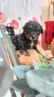 Archie, a male Miniature Pinscher for sale in Grabill, IN – 1 of 8