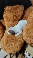 Pearls , a female Jack Russell Terrier for sale in Grabill, IN – 3 of 10