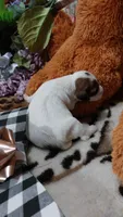 Pearls , a female Jack Russell Terrier for sale in Grabill, IN – 4 of 10