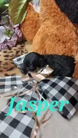 Jasper , a male Miniature Pinscher for sale in Grabill, IN – 5 of 8
