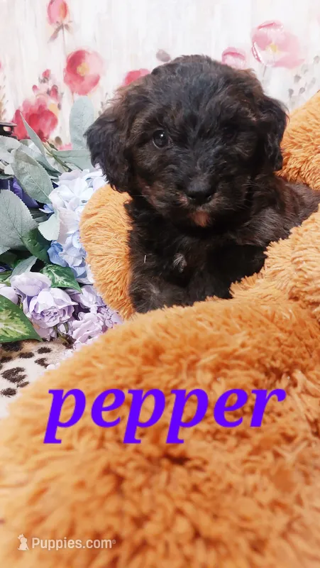 Pepper  – Bernese Mountain Dog, Miniature Goldendoodle puppy for sale in Grabill, IN