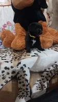 Rex, a male Australian Labradoodle for sale in Grabill, IN – 8 of 9