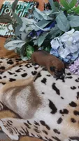 Hazel, a female Jack Russell Terrier for sale in Grabill, IN – 2 of 6