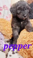 Pepper , a female Bernese Mountain Dog and Miniature Goldendoodle for sale in Grabill, IN – 6 of 9