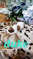 Duke , a male Jack Russell Terrier for sale in Grabill, IN – 3 of 10
