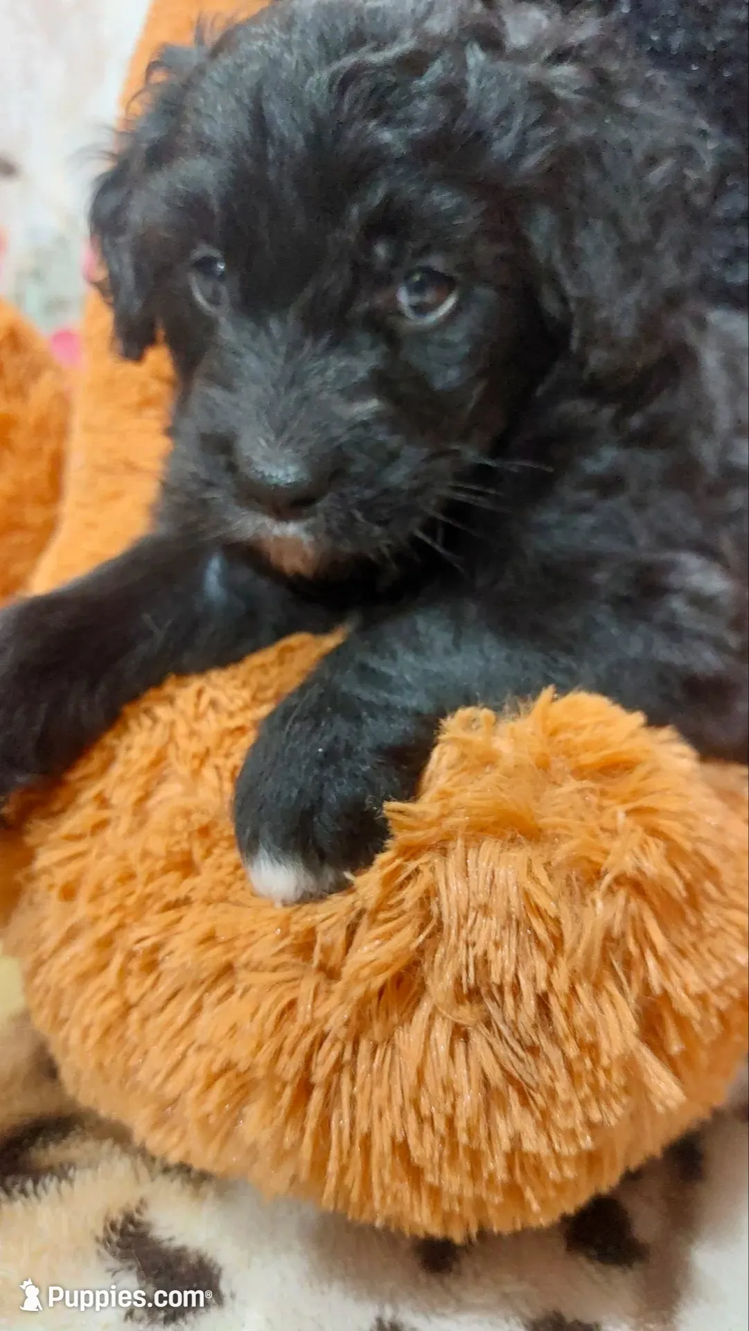 Lilac, a female Bernese Mountain Dog and Miniature Goldendoodle for sale in Grabill, IN – 7 of 10