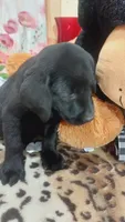Old dan, a male Labrador Retriever for sale in Grabill, IN – 7 of 9