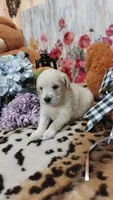 Zoey , a female Goldendoodle and English Cream Golden Retriever for sale in Grabill, IN – 5 of 10