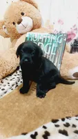 Bee, a female Labrador Retriever for sale in Grabill, IN – 2 of 9