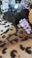 Bailey , a female Jack Russell Terrier for sale in Grabill, IN – 5 of 8
