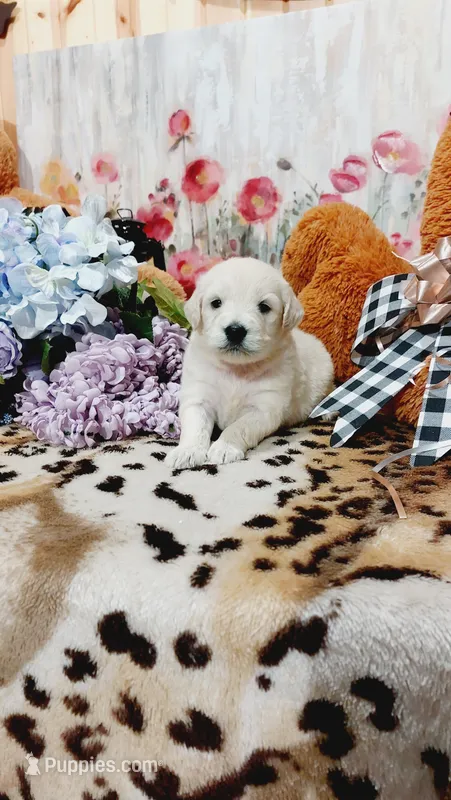 Zoey  – Goldendoodle, English Cream Golden Retriever puppy for sale in Grabill, IN
