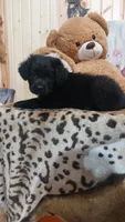 Rex, a male Australian Labradoodle for sale in Grabill, IN – 6 of 9
