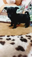 Princess , a female Miniature Pinscher and Poodle - Toy  for sale in Grabill, IN – 2 of 10