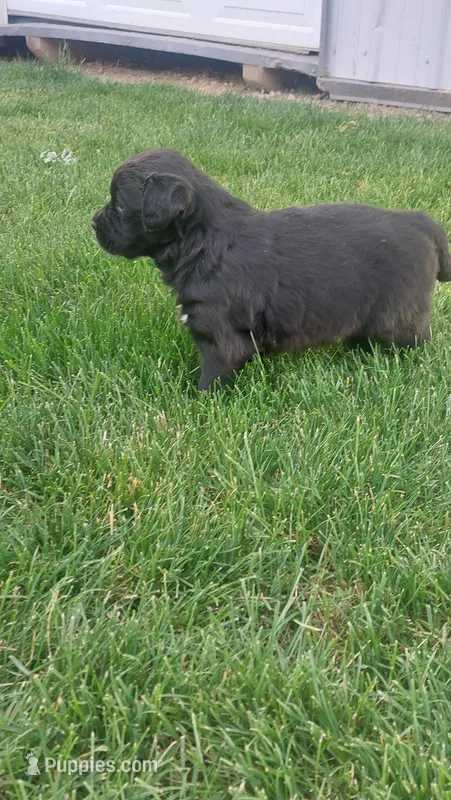 Clifford  – Golden Retriever, Labrador Retriever puppy for sale in Grabill, IN