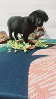 Little Ann, a female Labrador Retriever for sale in Grabill, IN – 4 of 10