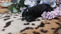 Piper , a female Miniature Pinscher for sale in Grabill, IN – 7 of 10