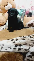 Bee, a female Labrador Retriever for sale in Grabill, IN – 9 of 9