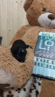 Piper , a female Miniature Pinscher for sale in Grabill, IN – 5 of 10