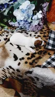 Duke , a male Jack Russell Terrier for sale in Grabill, IN – 10 of 10