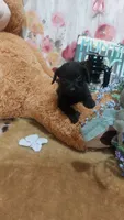 Alfredo, a male Miniature Pinscher for sale in Grabill, IN – 4 of 10