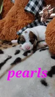 Pearls , a female Jack Russell Terrier for sale in Grabill, IN – 2 of 10
