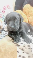 Blade , a male Labrador Retriever for sale in Grabill, IN – 4 of 8