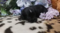 Piper , a female Miniature Pinscher for sale in Grabill, IN – 3 of 10