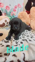 Blade , a male Labrador Retriever for sale in Grabill, IN – 8 of 8