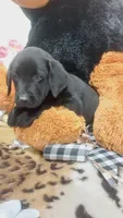 Old dan, a male Labrador Retriever for sale in Grabill, IN – 9 of 9