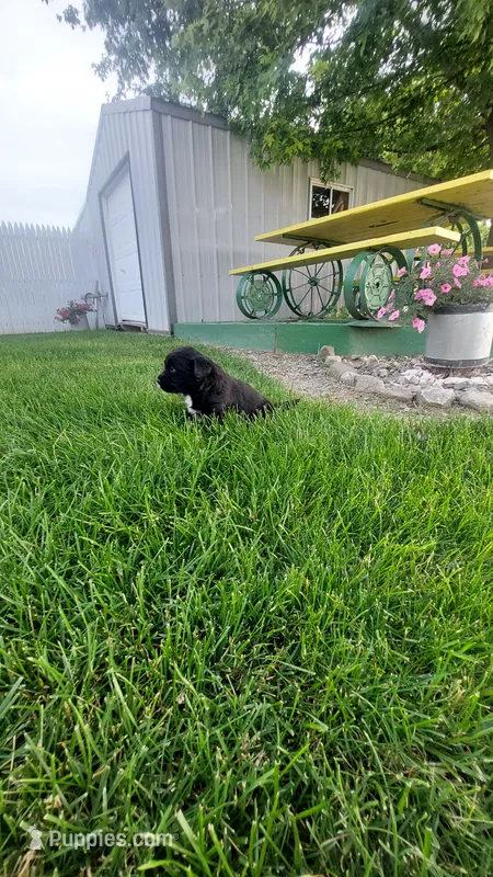 Clifford  – Golden Retriever, Labrador Retriever puppy for sale in Grabill, IN