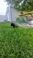 Clifford , a male Golden Retriever and Labrador Retriever for sale in Grabill, IN – 1 of 9
