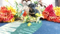 Benny , a male Miniature Pinscher for sale in Grabill, IN – Photo 3 of 9